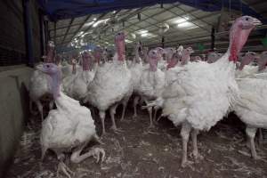 Australian turkey farming - Close to slaughter weight - Captured at Ingham Turkey Farm, Marulan NSW Australia.