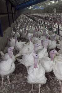 Australian turkey farming - Close to slaughter weight - Captured at Ingham Turkey Farm, Marulan NSW Australia.