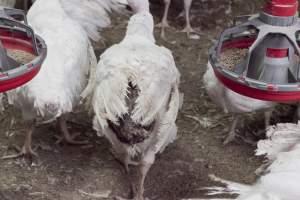 Australian turkey farming - Close to slaughter weight - Captured at Ingham Turkey Farm, Marulan NSW Australia.