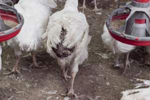 Australian turkey farming - Close to slaughter weight - Captured at Ingham Turkey Farm, Marulan NSW Australia.