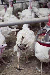 Australian turkey farming - Close to slaughter weight - Captured at Ingham Turkey Farm, Marulan NSW Australia.