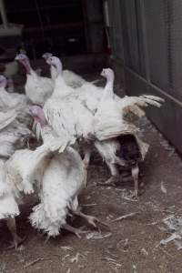 Australian turkey farming - Close to slaughter weight - Captured at Ingham Turkey Farm, Marulan NSW Australia.
