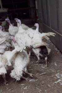 Australian turkey farming, 2012