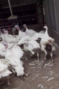 Australian turkey farming - Close to slaughter weight - Captured at Ingham Turkey Farm, Marulan NSW Australia.