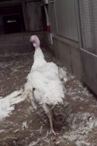 Australian turkey farming - Close to slaughter weight - Captured at Ingham Turkey Farm, Marulan NSW Australia.