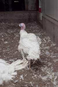 Australian turkey farming - Close to slaughter weight - Captured at Ingham Turkey Farm, Marulan NSW Australia.