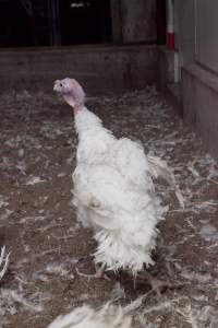 Australian turkey farming - Close to slaughter weight - Captured at Ingham Turkey Farm, Marulan NSW Australia.