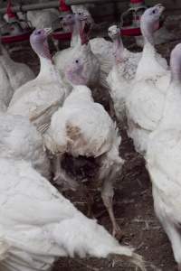 Australian turkey farming - Close to slaughter weight - Captured at Ingham Turkey Farm, Marulan NSW Australia.