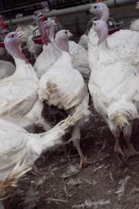 Australian turkey farming - Close to slaughter weight - Captured at Ingham Turkey Farm, Marulan NSW Australia.