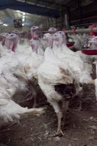 Australian turkey farming - Close to slaughter weight - Captured at Ingham Turkey Farm, Marulan NSW Australia.