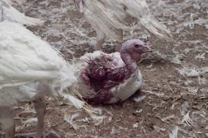 Australian turkey farming - Close to slaughter weight - Captured at Ingham Turkey Farm, Marulan NSW Australia.