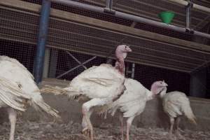 Australian turkey farming - Close to slaughter weight - Captured at Ingham Turkey Farm, Marulan NSW Australia.