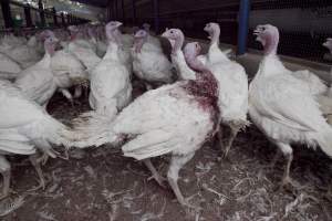 Australian turkey farming - Close to slaughter weight - Captured at Ingham Turkey Farm, Marulan NSW Australia.