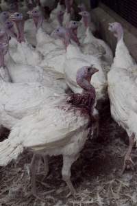 Australian turkey farming, 2012