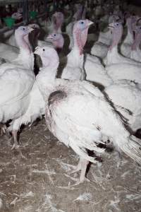 Australian turkey farming - Close to slaughter weight - Captured at Ingham Turkey Farm, Marulan NSW Australia.