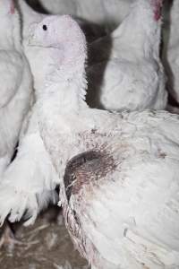 Australian turkey farming, 2012