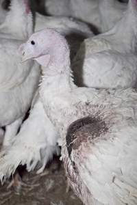 Australian turkey farming - Close to slaughter weight - Captured at Ingham Turkey Farm, Marulan NSW Australia.