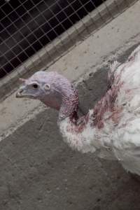 Australian turkey farming - Close to slaughter weight - Captured at Ingham Turkey Farm, Marulan NSW Australia.