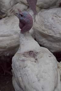 Australian turkey farming - Close to slaughter weight - Captured at Ingham Turkey Farm, Marulan NSW Australia.