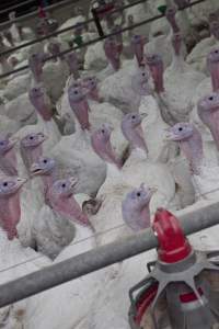 Australian turkey farming - Close to slaughter weight - Captured at Ingham Turkey Farm, Marulan NSW Australia.