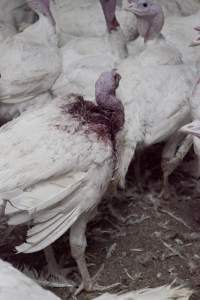 Australian turkey farming - Close to slaughter weight - Captured at Ingham Turkey Farm, Marulan NSW Australia.