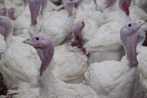 Australian turkey farming - Close to slaughter weight - Captured at Ingham Turkey Farm, Marulan NSW Australia.