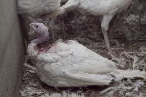 Australian turkey farming - Close to slaughter weight - Captured at Ingham Turkey Farm, Marulan NSW Australia.