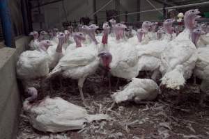 Australian turkey farming - Close to slaughter weight - Captured at Ingham Turkey Farm, Marulan NSW Australia.