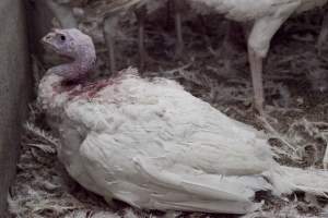 Australian turkey farming - Close to slaughter weight - Captured at Ingham Turkey Farm, Marulan NSW Australia.