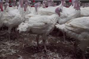 Australian turkey farming - Close to slaughter weight - Captured at Ingham Turkey Farm, Marulan NSW Australia.