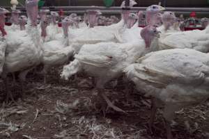 Australian turkey farming - Close to slaughter weight - Captured at Ingham Turkey Farm, Marulan NSW Australia.