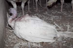 Australian turkey farming - Close to slaughter weight - Captured at Ingham Turkey Farm, Marulan NSW Australia.