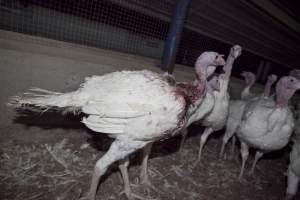 Australian turkey farming - Close to slaughter weight - Captured at Ingham Turkey Farm, Marulan NSW Australia.