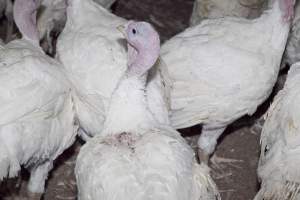 Australian turkey farming - Close to slaughter weight - Captured at Ingham Turkey Farm, Marulan NSW Australia.