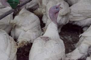 Australian turkey farming - Close to slaughter weight - Captured at Ingham Turkey Farm, Marulan NSW Australia.