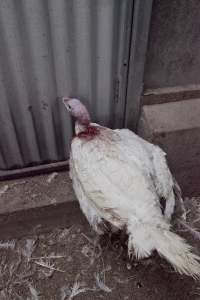 Australian turkey farming - Close to slaughter weight - Captured at Ingham Turkey Farm, Marulan NSW Australia.