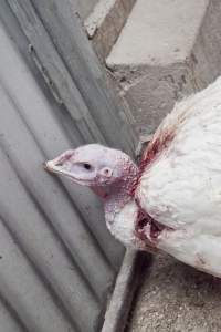 Australian turkey farming - Close to slaughter weight - Captured at Ingham Turkey Farm, Marulan NSW Australia.