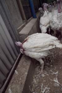 Australian turkey farming - Close to slaughter weight - Captured at Ingham Turkey Farm, Marulan NSW Australia.