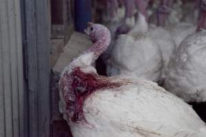 Australian turkey farming - Close to slaughter weight - Captured at Ingham Turkey Farm, Marulan NSW Australia.