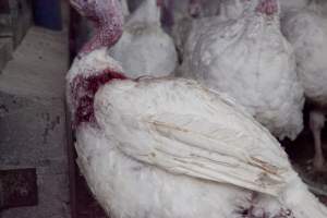 Australian turkey farming - Close to slaughter weight - Captured at Ingham Turkey Farm, Marulan NSW Australia.