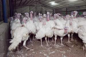 Australian turkey farming - Close to slaughter weight - Captured at Ingham Turkey Farm, Marulan NSW Australia.