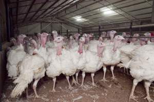 Australian turkey farming - Close to slaughter weight - Captured at Ingham Turkey Farm, Marulan NSW Australia.