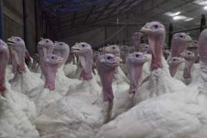 Australian turkey farming - Close to slaughter weight - Captured at Ingham Turkey Farm, Marulan NSW Australia.