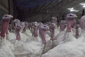 Australian turkey farming, 2012