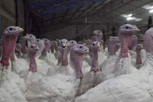 Australian turkey farming - Close to slaughter weight - Captured at Ingham Turkey Farm, Marulan NSW Australia.