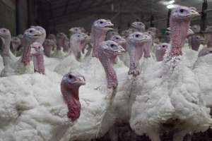 Australian turkey farming - Close to slaughter weight - Captured at Ingham Turkey Farm, Marulan NSW Australia.