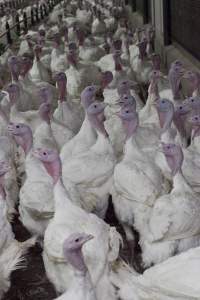 Australian turkey farming, 2012