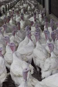 Australian turkey farming - Close to slaughter weight - Captured at Ingham Turkey Farm, Marulan NSW Australia.