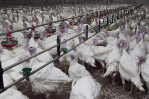 Australian turkey farming - Close to slaughter weight - Captured at Ingham Turkey Farm, Marulan NSW Australia.