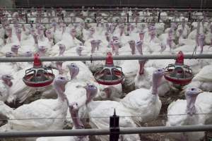 Australian turkey farming - Close to slaughter weight - Captured at Ingham Turkey Farm, Marulan NSW Australia.